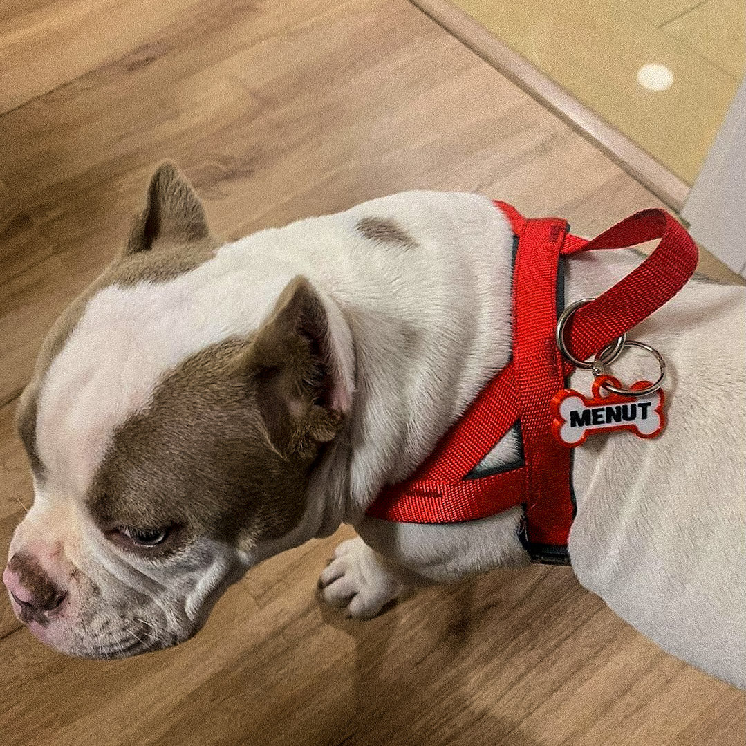 Chapita personalizada para perro – Modelo Huesito color rojo