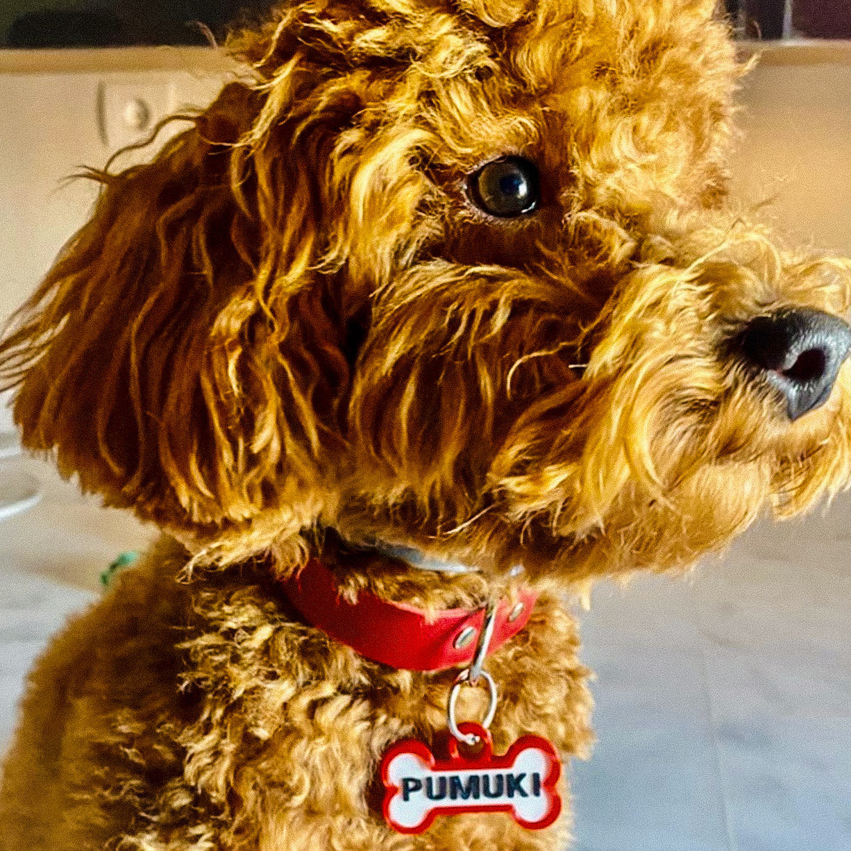 Chapita personalizada para perro – Modelo Huesito color rojo