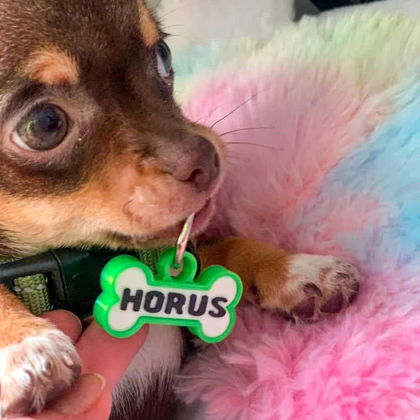 Chapita personalizada para perro – Modelo Huesito color verde