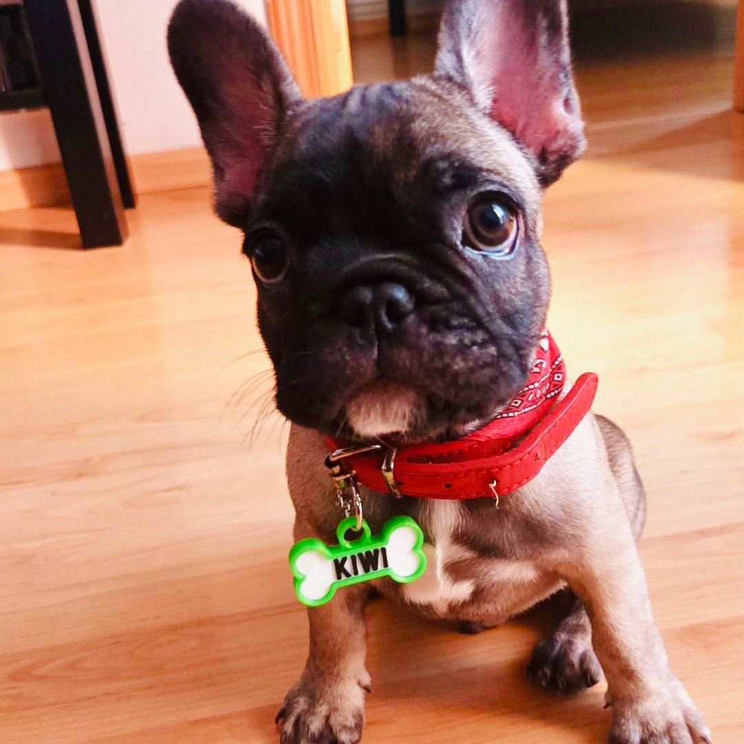 Chapita personalizada para perro – Modelo Huesito color verde