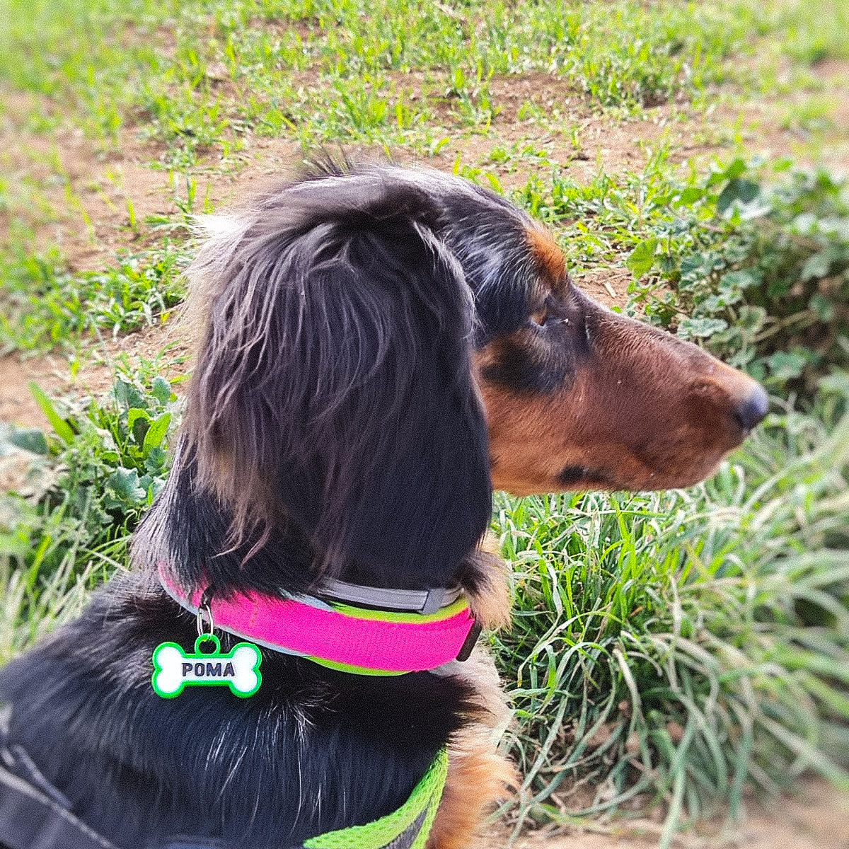 Chapita personalizada para perro – Modelo Huesito color verde