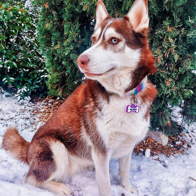 Chapita personalizada para perro – Modelo Huesito color morado