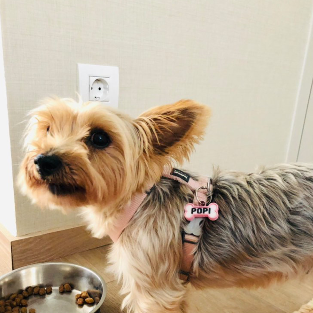 Chapita personalizada para perro – Modelo Huesito color rosa palo