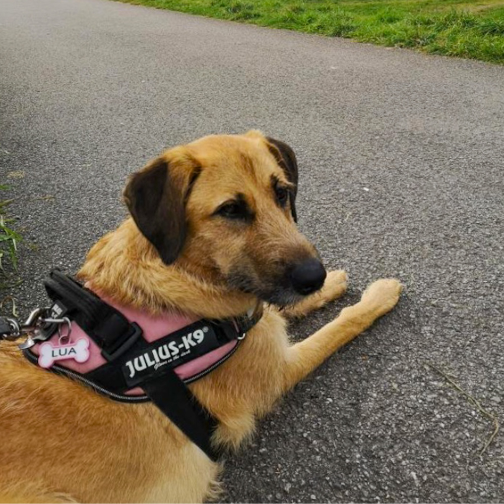 Chapita personalizada para perro – Modelo Huesito color rosa palo