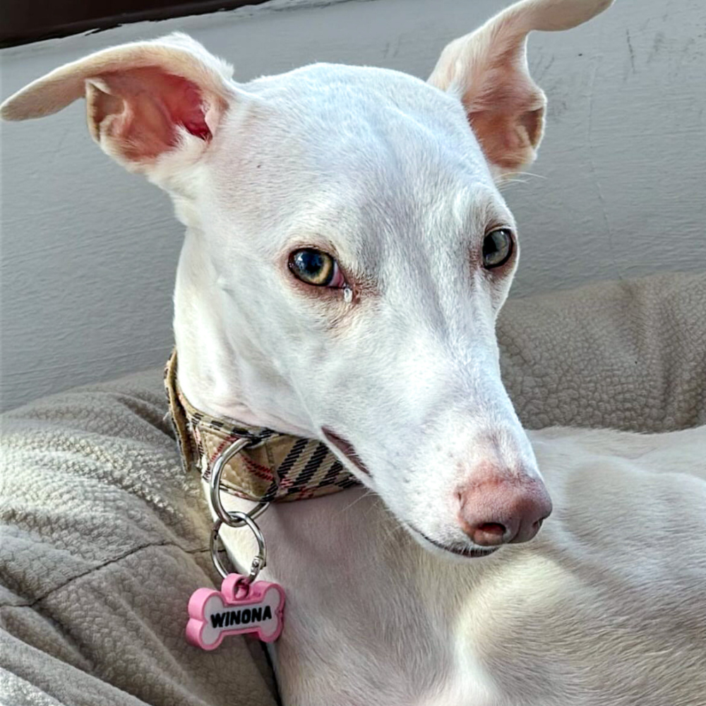 Chapita personalizada para perro – Modelo Huesito color rosa palo