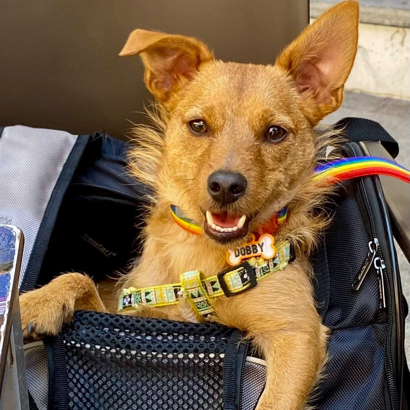 Chapita personalizada para perro – Modelo Huesito color naranja