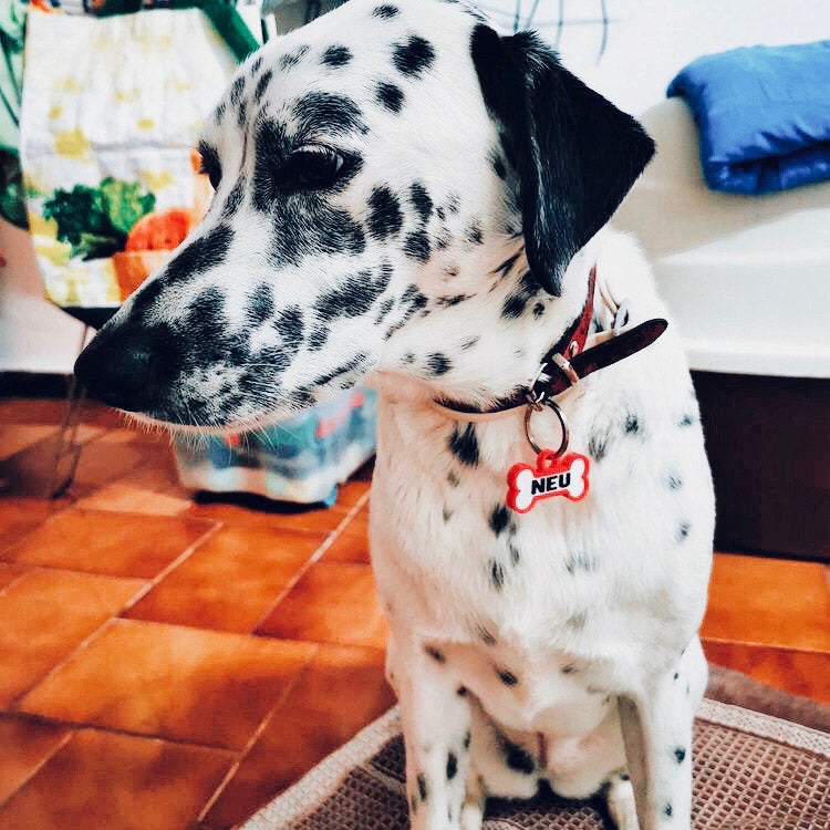 Chapita personalizada para perro – Modelo Huesito color rojo