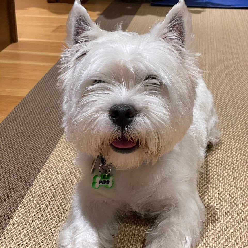 Chapita personalizada para perro – Modelo Huesito color verde