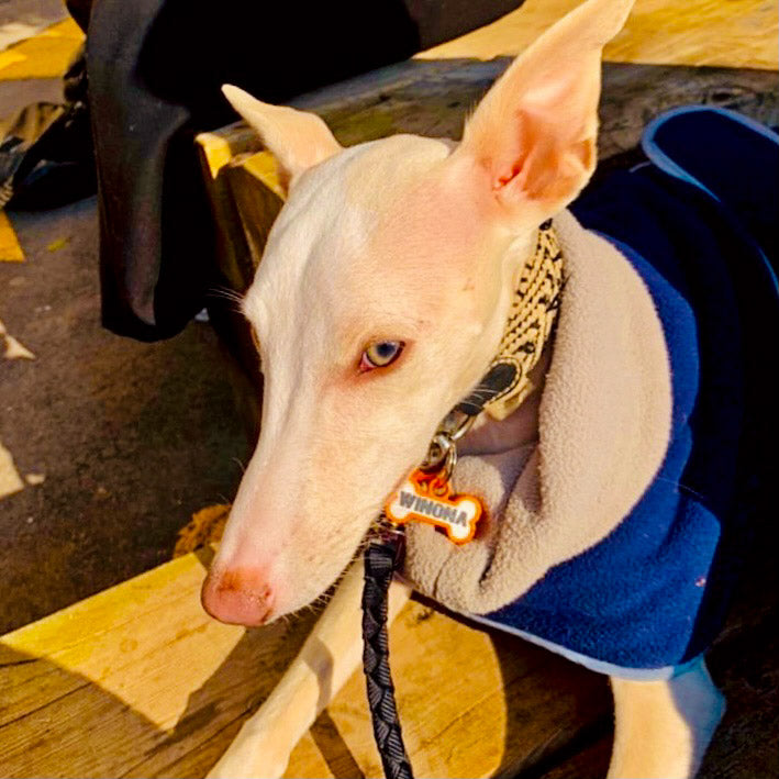 Chapita personalizada para perro – Modelo Huesito color naranja