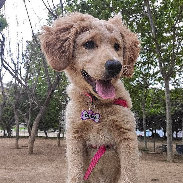 Chapita personalizada para perro – Modelo Huesito color morado