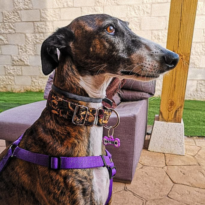 Chapita personalizada para perro – Modelo Huesito color morado