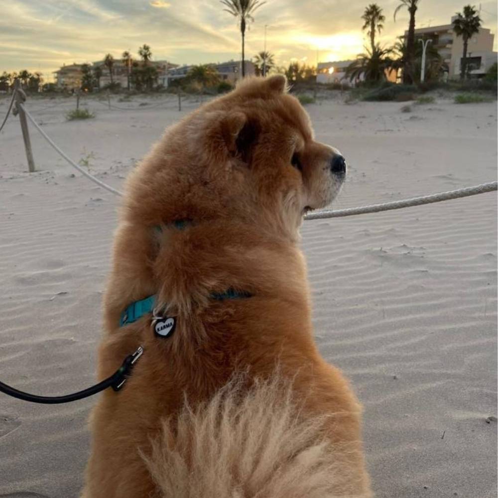 Perro paseando con chapita personalizada corazón color negro, ligera y resistente