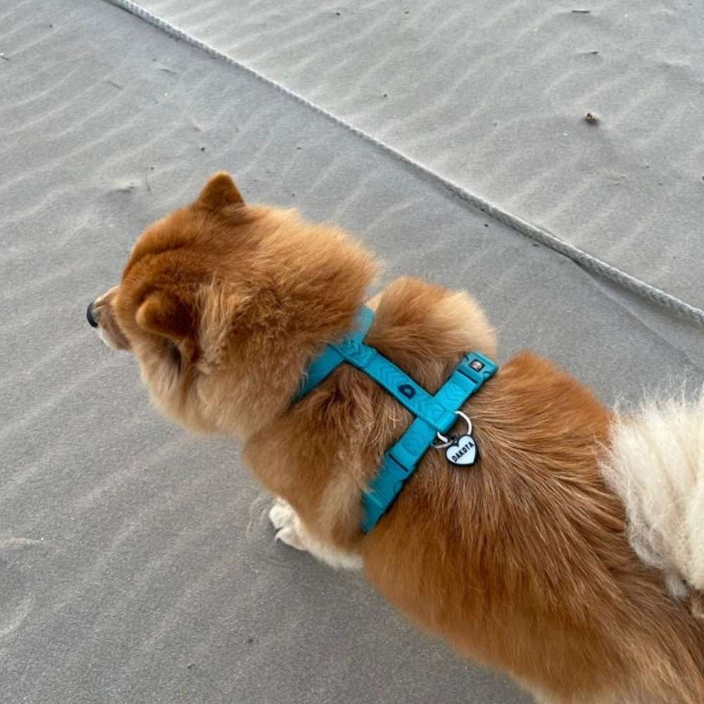 Perro con chapita corazón color negro, personalizada y combinada con su collar