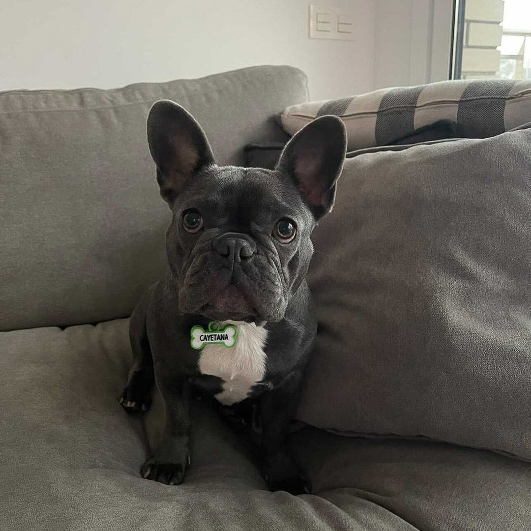 Chapita personalizada para perro – Modelo Huesito color verde
