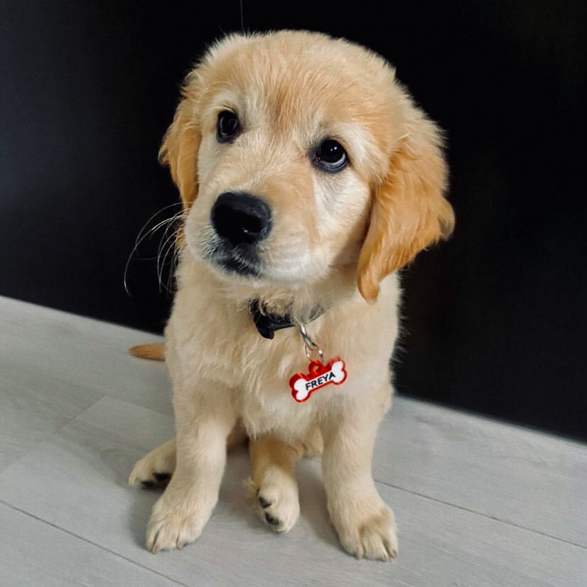 Chapita personalizada para perro – Modelo Huesito color rojo