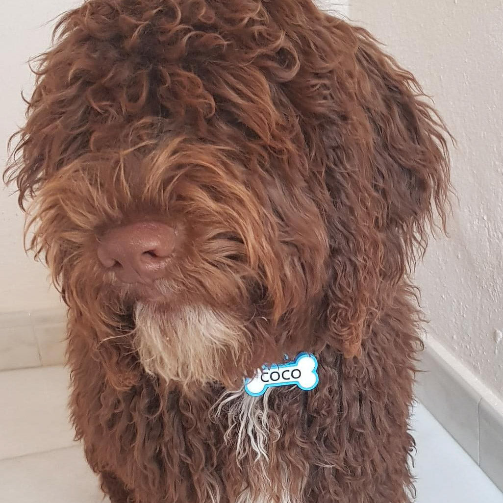 Chapita personalizada para perro – Modelo Huesito azul cielo