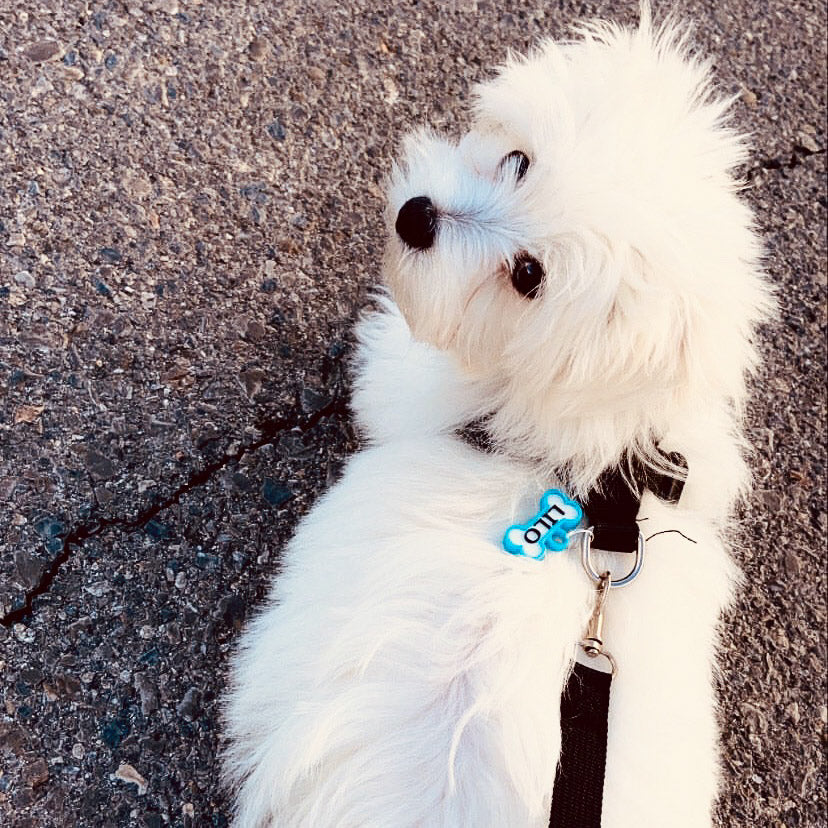Chapita personalizada para perro – Modelo Huesito azul cielo