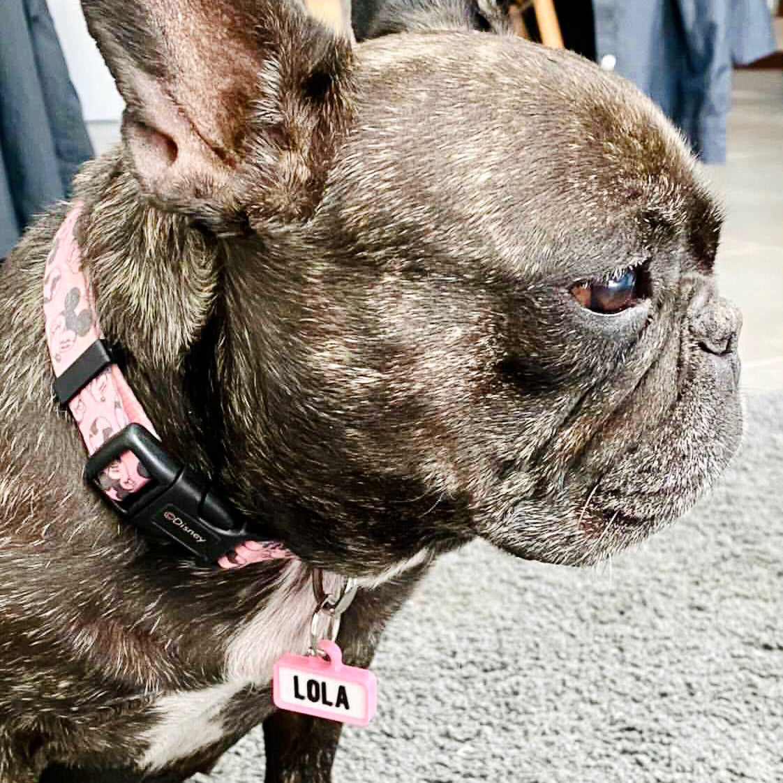 Chapita personalizada para perro – Modelo Retro color rosa palo