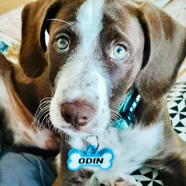 Chapita personalizada para perro – Modelo Huesito azul cielo