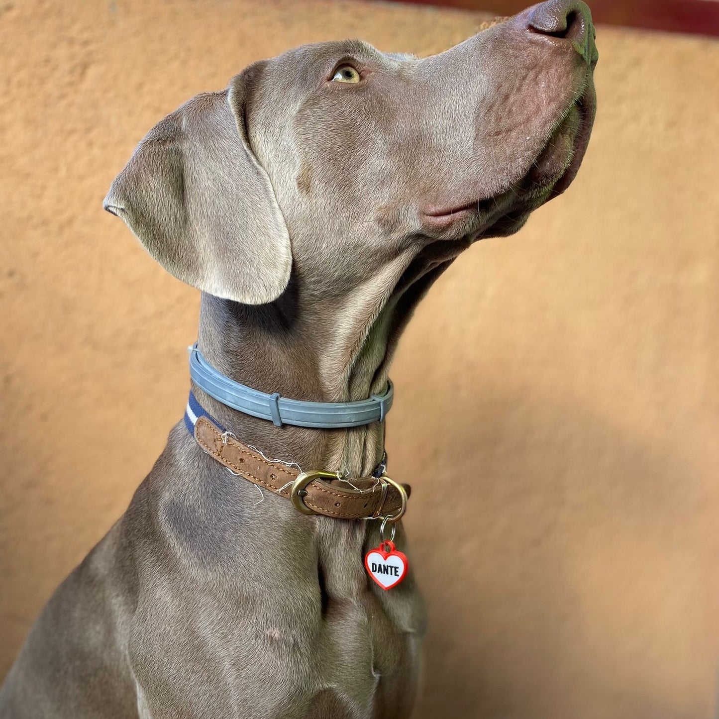 Chapita personalizada para perro – Modelo Corazón color rojo