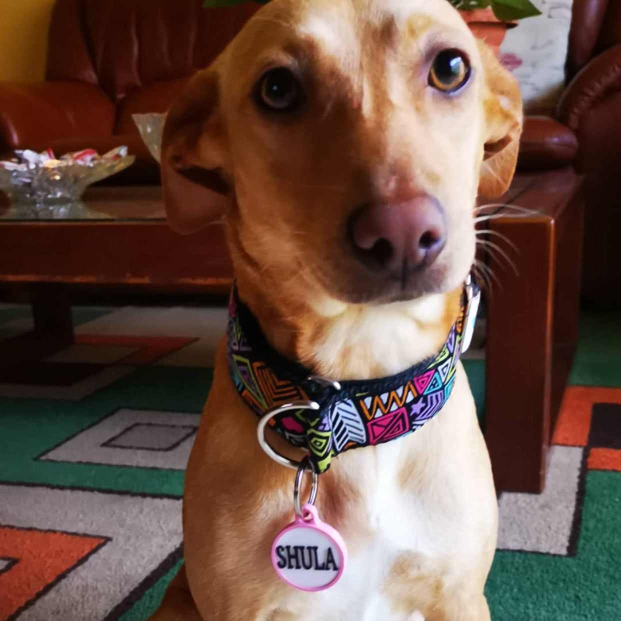 Chapita personalizada para perro – Modelo redonda color rosa palo