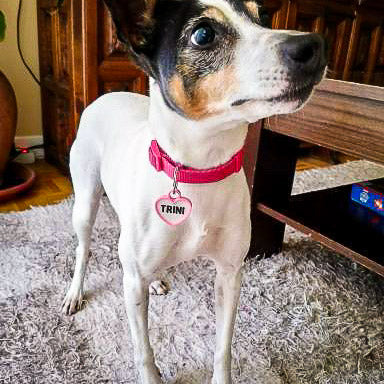 Chapita personalizada para perro – Modelo Corazón color rosa palo