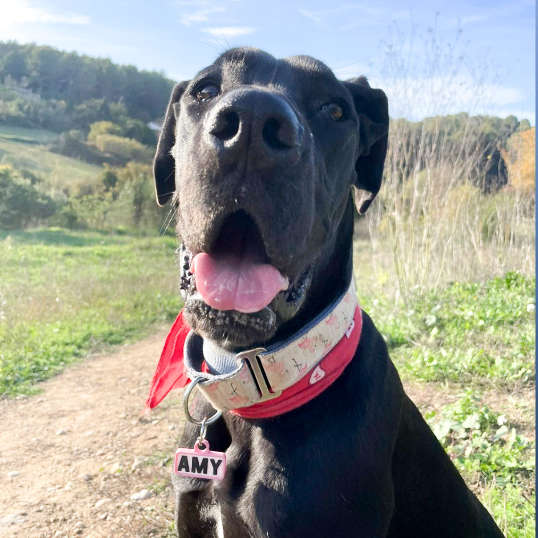 Chapita personalizada para perro – Modelo Retro color rosa palo