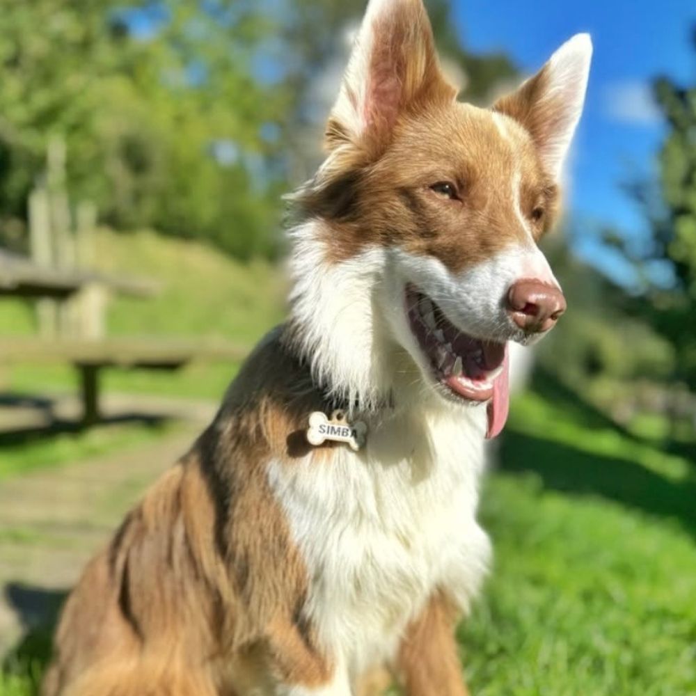 Chapa para perro huesito madera personalizada