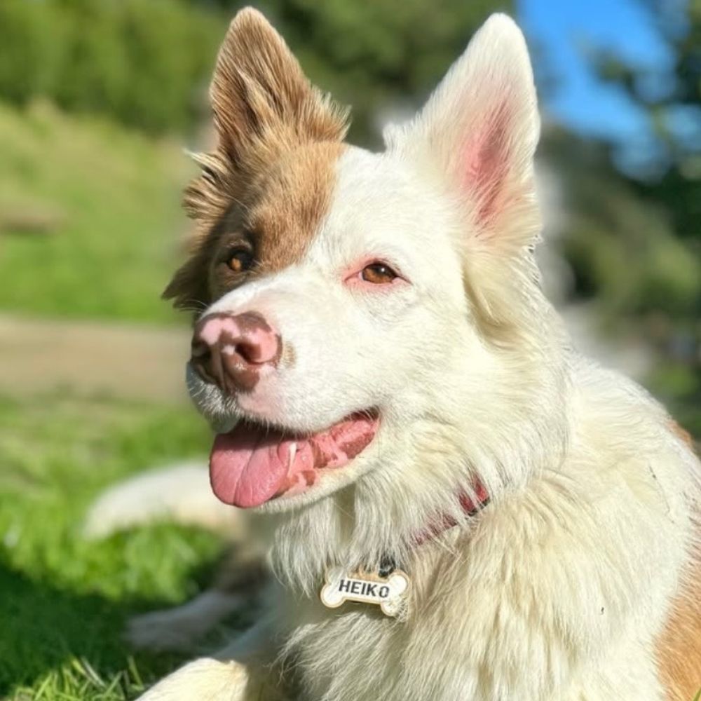 Chapa para perro huesito madera personalizada