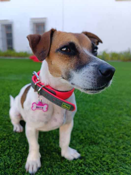 Chapita personalizada para perro – Modelo Huesito color fucsia