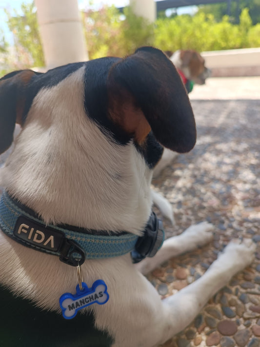 Chapita personalizada para perro – Modelo Huesito azul eléctrico