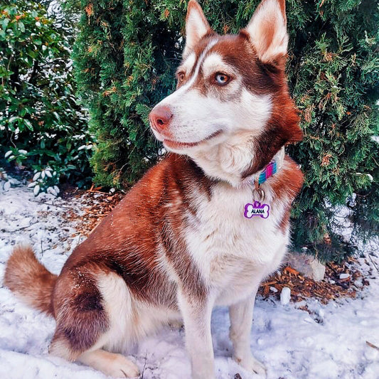 Chapita personalizada para perro – Modelo Huesito color morado