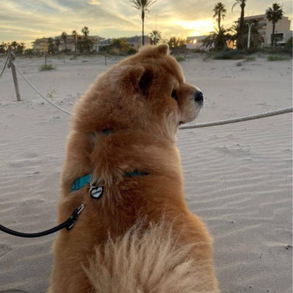 Perro paseando con chapita personalizada corazón color negro, ligera y resistente