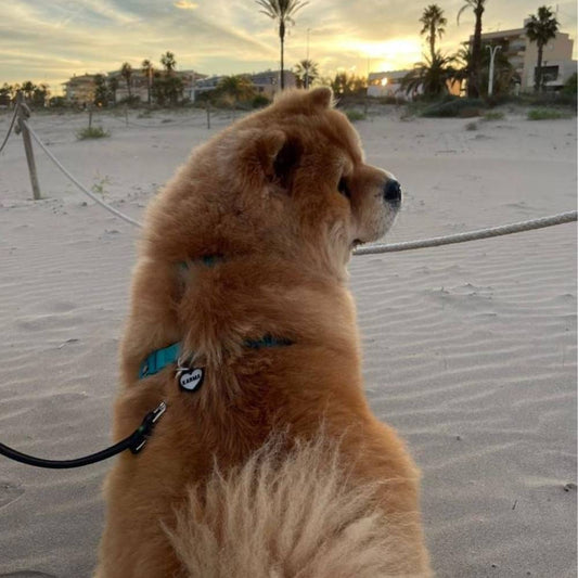 Perro paseando con chapita personalizada corazón color negro, ligera y resistente