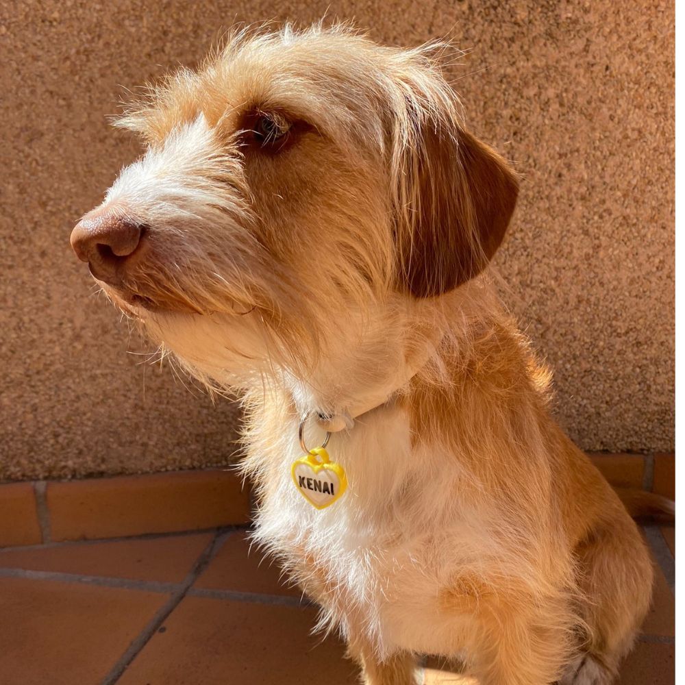 Perro con chapita corazón color amarillo, personalizada y combinada con su collar