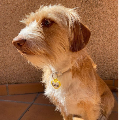 Perro con chapita corazón color amarillo, personalizada y combinada con su collar