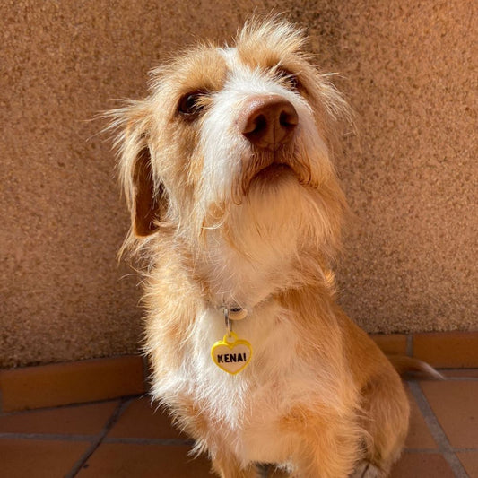 Perro paseando con chapita personalizada corazón color amarillo, ligera y resistente