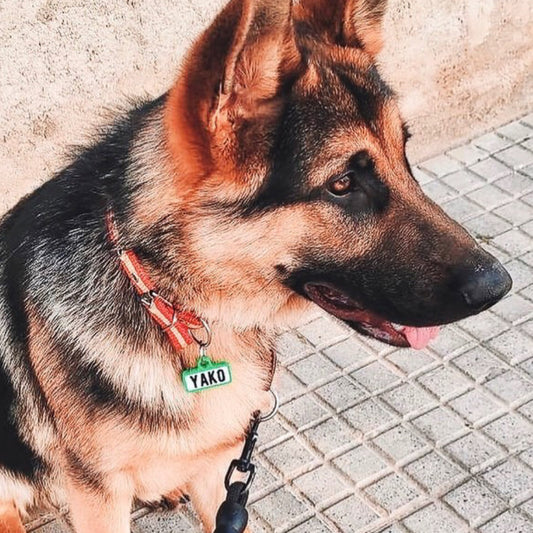 Chapita personalizada para perro – Modelo Retro color verde