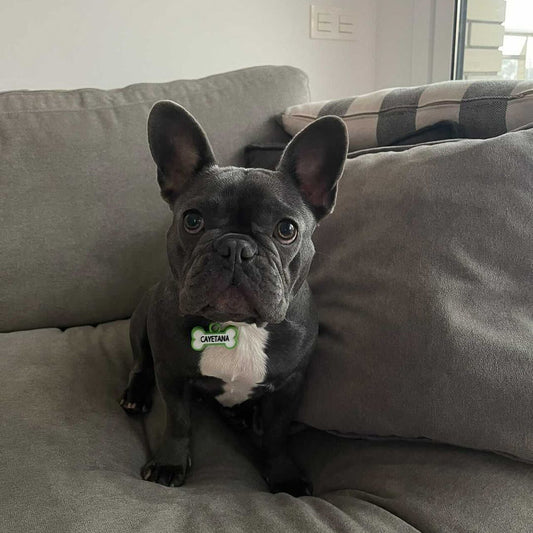 Chapita personalizada para perro – Modelo Huesito color verde