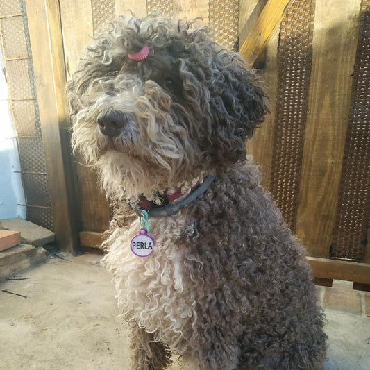 Chapita personalizada para perro – Modelo redonda color rosa palo
