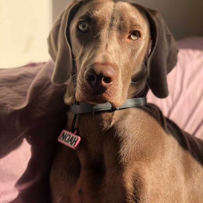 Chapita personalizada para perro – Modelo Retro color rosa palo