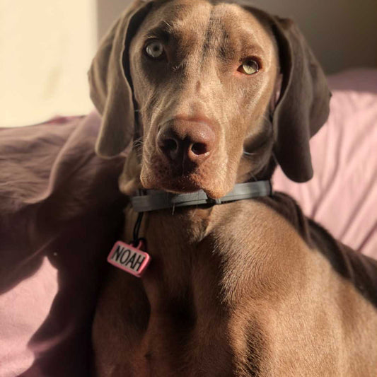 Chapita personalizada para perro – Modelo Retro color rosa palo