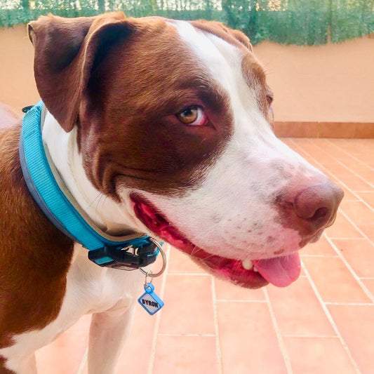Chapita personalizada para perro – Rombo Scooby azul cielo