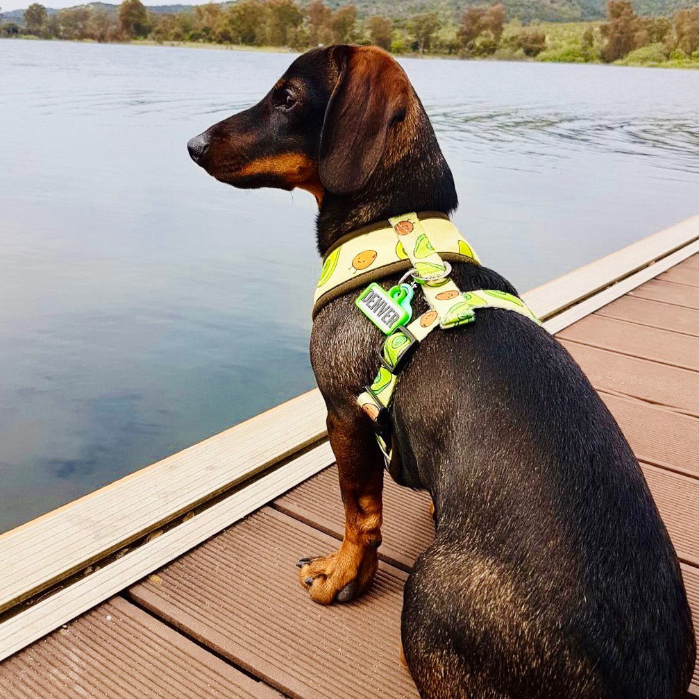 Chapita personalizada para perro – Modelo Retro color verde