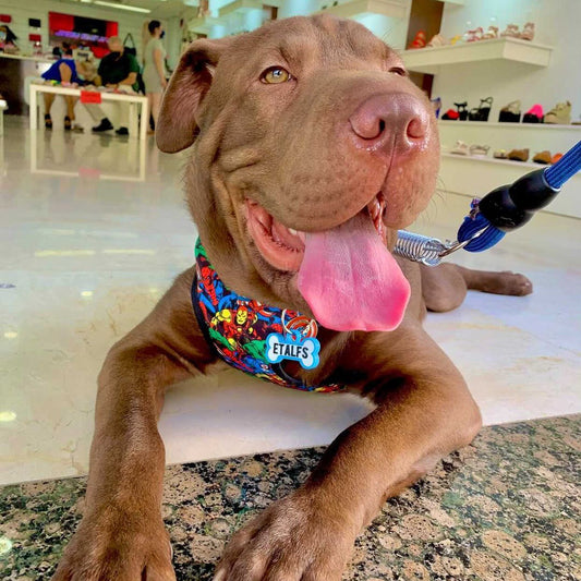 Chapita personalizada para perro – Modelo Huesito azul cielo