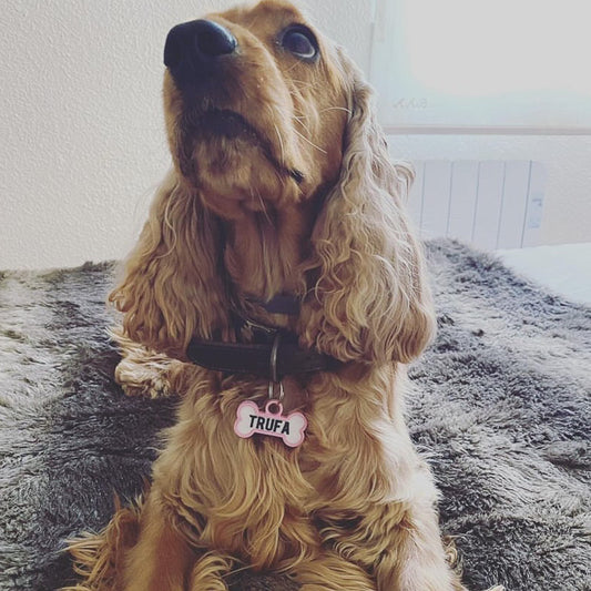 Chapita personalizada para perro – Modelo Huesito color rosa palo