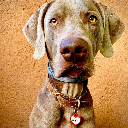 Chapita personalizada para perro – Modelo Corazón color rojo