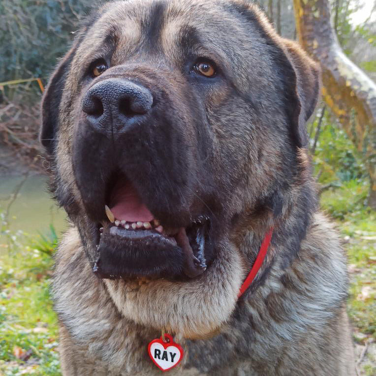 Badge en forme de cœur rouge