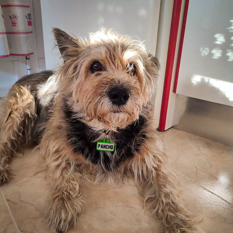 Chapita personalizada para perro – Modelo Retro color verde