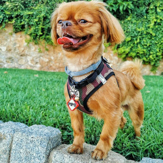 Chapita personalizada para perro – Rombo Scooby color rojo